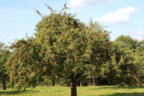 Obstbaum-Pflanzaktion