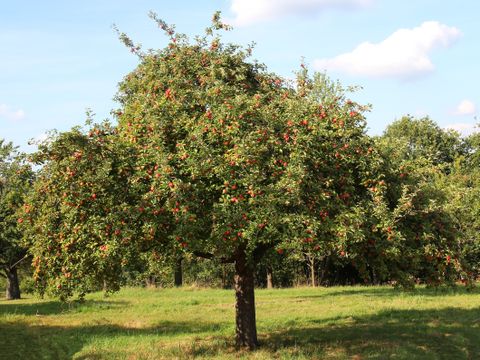 Obstbaum-Pflanzaktion