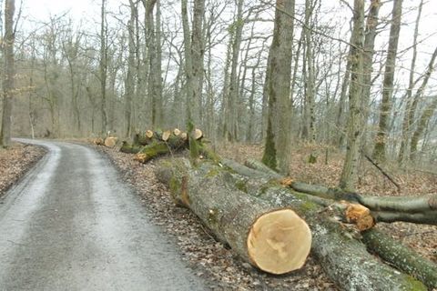 Brennholzverkauf