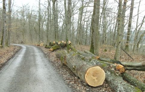 Brennholzverkauf
